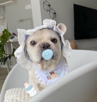 Pet Dog Hats Dou Lace Hats Bago Photo Ornaments Pet Bib Mouth Ware