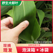 Guangdong zongye fresh winter leaves wild Ruo leaves wrapped dumplings fresh Zongzi cotyledons Reed leaves 100 pieces free of mail
