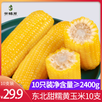 Rice Fang Northeast Fresh Sweet Glutinous Corn Cob 10 Vacuum Bag Non-GMO Yellow Rice Sticky Fragrant