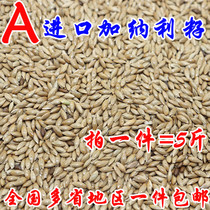 Imported Canary parrot bird food Oil-pointed corn White-pointed corn grass Lu seed bird food National 1 piece