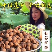 Farmhouse specialty Xiangtan self-produced dry goods with core red lotus seed with core Xianglian seed red skin inch three Lotus no sulfur 500g