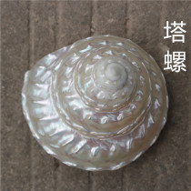 Natural shell conch coral fish tank decorations shooting props crafts micro landscape Mediterranean starfish ornaments