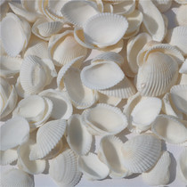 Natural shell conch white shell white coconut fish tank aquarium decorative hairy shell wall DIY half a catty