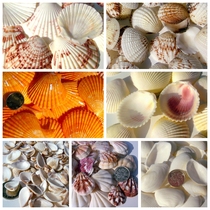 Natural Shells Sea Snail Clams Clam Scallop Shell Coconut Bebird Tail Clams fish tank ground Windows Pendulum with wall ID Handmade