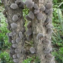 Basswood black fungus natural sun-dried healthy sulfur-free selection bowl ear mouse ear wild green bar tree basswood autumn fungus