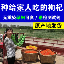 2022 new goods authentic wolfberry Ningxia super natural dry eat sulfur-free Zhongning soaking water official flagship store 500g