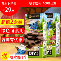 Koala elf mushroom DIY planting family kindergarten parent-child game Edible mushroom Green food