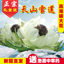 Xinjiang Tianshan authentic snow lotus flower high altitude air-dried large flower head snow lotus dried flower bubble wine precious herbs gift box