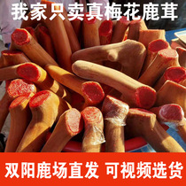 Fresh slices of pilose antler Jilin sika deer antler slices plum flower pilose antler can be soaked in wine