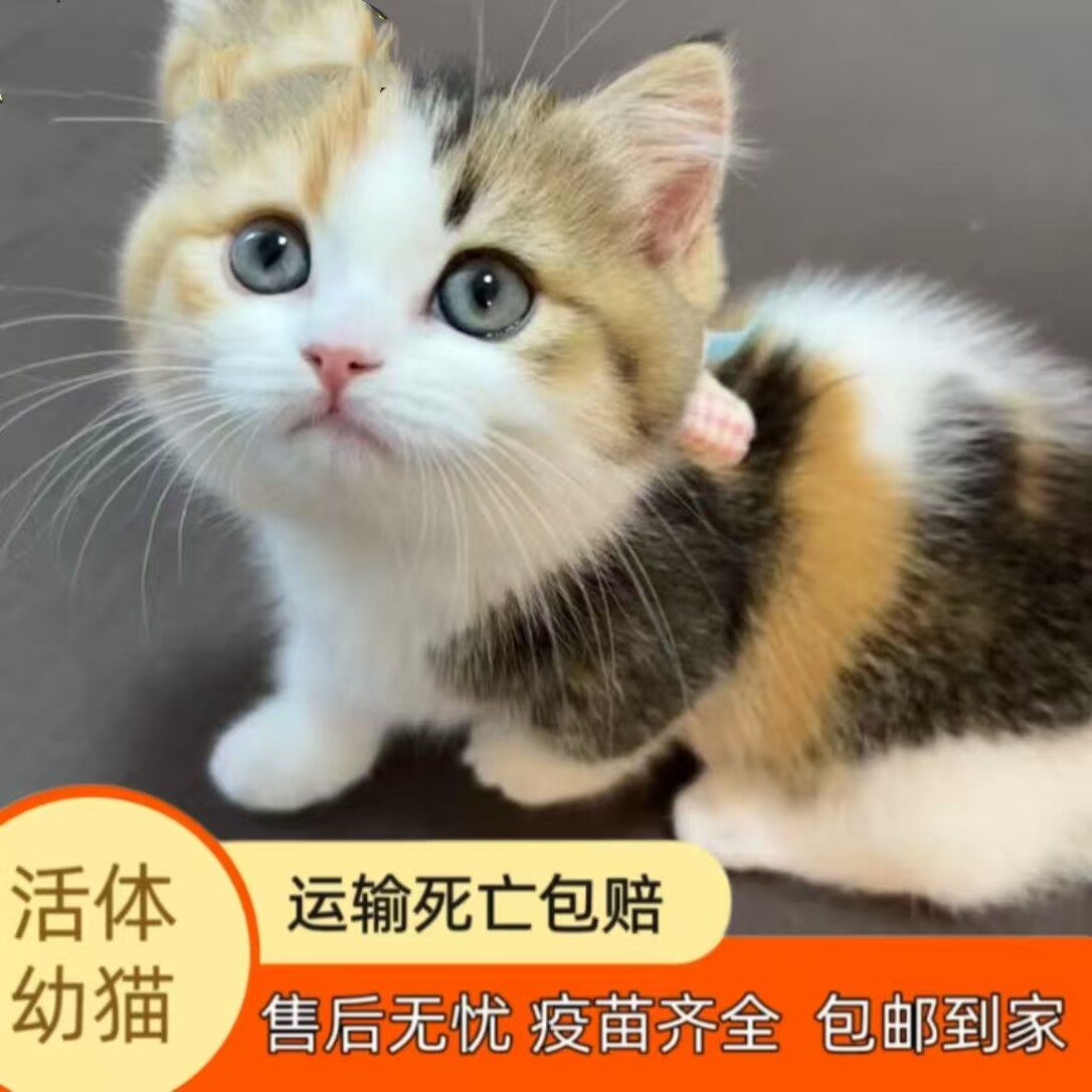无锡三花猫幼猫-无锡三花猫幼猫促销价格、无锡三花猫幼猫品牌- 淘宝
