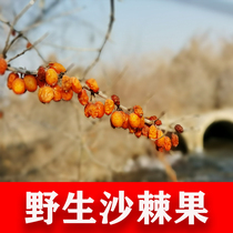 Xinjiang wild sea buckthorn dried fruit 500 grams edible sea buckthorn dried fruit can be beaten sea buckthorn powder containing sea buckthorn oil Central Asian sea buckthorn