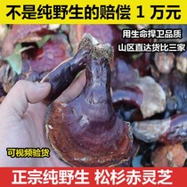 Pure wild Ganoderma Lucidum Changbai Mountain premium pine and Fir Ganoderma lucidum whole dried goods with handle White heart Red Zhi bubble wine 250g slices