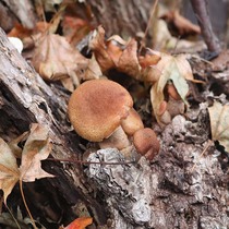 2021 Northeast specialty rootless hazelnut mushroom wild mushroom dry goods 500g chicken stewed mushroom hazelnut mushroom