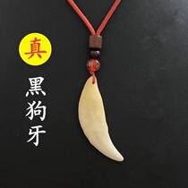 Authentic real dog tooth pendant wolf tooth pendant mens black dog tooth necklace female dog tooth amulet carry-on pendant male