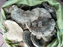 Oriental plug fungus Changbaishan wild Oriental plug fungus Changbaishan specialty selected goods 500 grams