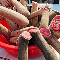 Fresh plum blossom velvet pruning Jilin first stubble two bars full semi-Pena red pink blood slices ginseng wine medicinal herbs