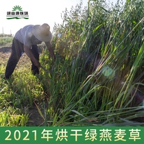  21 years selected dried green oat grass Non-Australian wheat rabbit Dutch pig forage forage Multi-leaf young green 500g
