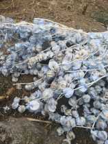 Mist Blue Lantern fruit dried flower wedding floral photo props space beautiful flower art arrangement