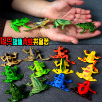 Simulation cute frog model toy Forest Frog Toad amphibian solid plastic set children cognitive gift