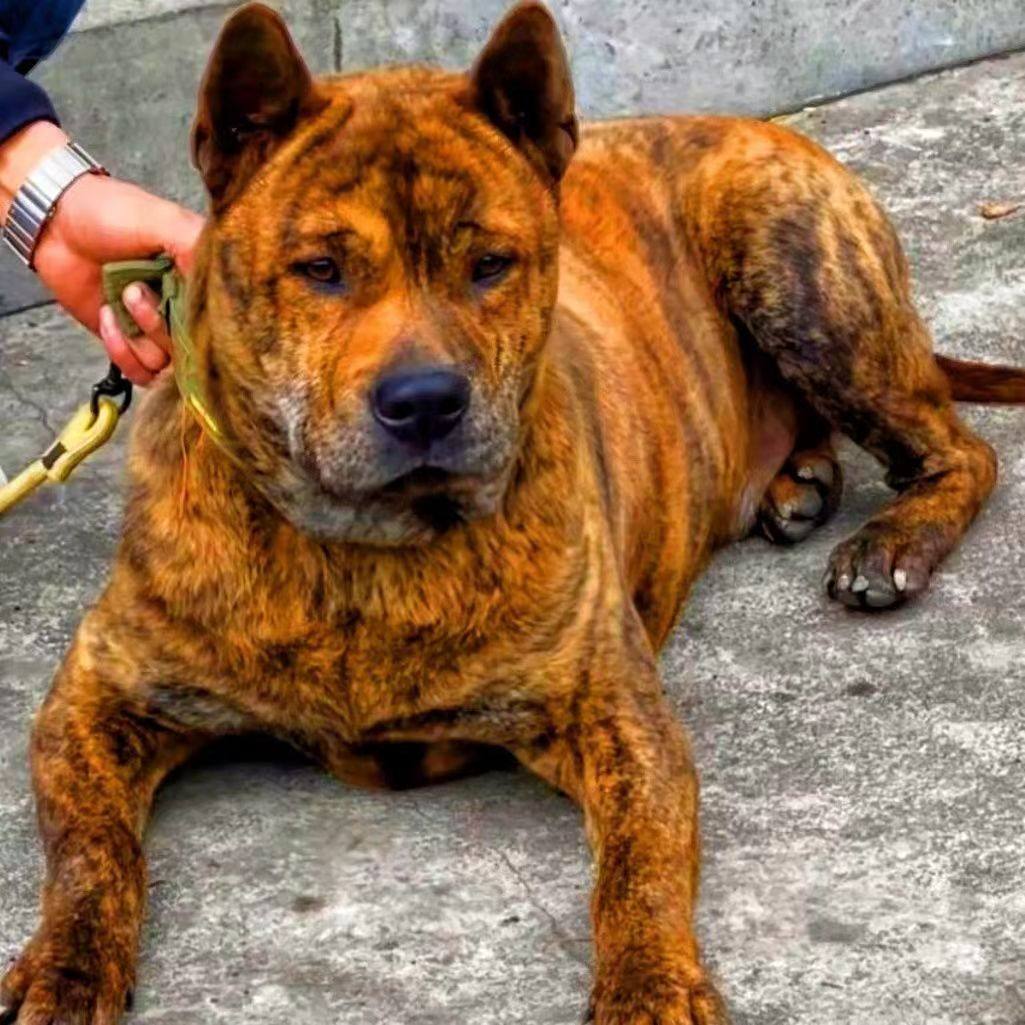 狗的种类-狗的种类促销价格、狗的种类品牌- 淘宝, image size:1025x1025