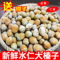 21-year-old fresh hazelnuts New Northeast wild without green skin water kernel water flesh Huanren peeled raw hazelnuts 500g