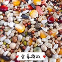 Special boutique nutrition special A- grade feed bird food pigeon racing pigeon ornamental pigeon meat pigeon grain 50 Jin per bag