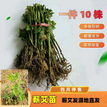 Qaimiao Qaimiao birthplace of Zhengzong 7 Senkao Amiao One of 10 plants stopped for sale on April