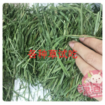 {Try Eating Grass} Kikhori Ti Moshe Grass North Mention South Tiao Machaati Clover Fruit Tree Grass Wheat Rye Grass Wheat