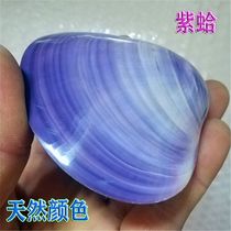 Natural conch purple shell Double-hulled purple clam Fish tank aquarium landscaping Home collection ornament Creative gift