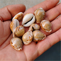 Natural Conch Shell Red Spot Lamarck Baoluo Home Collection Specimen Decorative Fish Tank Landscape Shooting Props