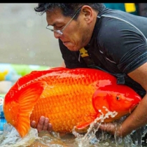 Japan imported pure-bred koi koi small freshwater packaging fish small red silver scales