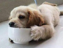 Sprinkle a few pieces of dog food for stray dogs