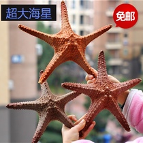 Large natural Imperial starfish specimen conch shell decoration pendant floor window shooting props