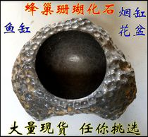 Natural honeycomb coral worm paleontological fossil raw stone ornaments honeycomb fossil ashtray small fish tank flower pot strange stone