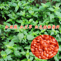 Guangxi five-color glutinous rice Red plant dye Red Blue Leaf bluegrass red silk thread red plant 250g flower rice