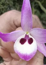 Variation Barewater Golden Hairpins native individual lonelance.