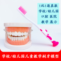 Tooth Model Kindergarten Early Teach Toothbrushing Mold Standard Twice False Dental Children Baby Oral Teaching Props