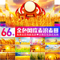 Golden Wheat Fields Wheat Ears Wind Blows Wheat Wave Autumn Field Harvest Stage Gala LED Screen Background Video Material