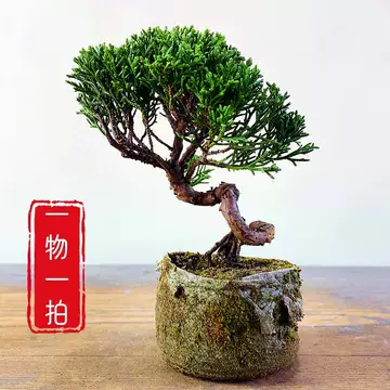 日本真柏小品盆栽-日本真柏小品盆栽促销价格、日本真柏小品盆栽品牌- 淘宝