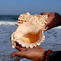 Extra-large shell sea snail natural pendulum piece Toy Right-handed Horn can blow up with wind flowerpots Giant Fish Tank Building decoration