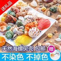 Small Bowl 4 Inch Natural Bay Shell Painting Sea Snail Shell Sea Star Coral Fish Cylinder Build View Handmade Diy Wind Bell Drift Bottle Made