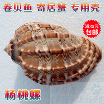 Natural conch shell carambola snail roll scallop fish hermit crab special shell creative fish tank aquarium landscaping multi-meat basin