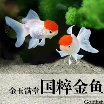 文玩堂：红锦鲤獅子頭（高级品） 狮子头核桃文玩40价格报价行情- 京东