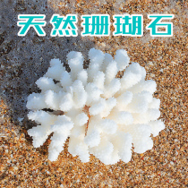 Natural white coral reef stone Real coral fish tank Landscaping Soft decoration Home decoration decoration Wedding gift