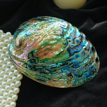 Natural Australia New Zealand big abalone shell polished white abalone shell ornaments set jewelry shooting props Sage