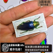 Purple gidin specimen Gelaeus walkeri butterfly stout beetle