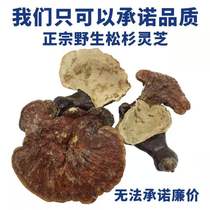 Wild Ganoderma Lucidum 100g Changbai Mountain pine and Fir Ganoderma lucidum White meat Ganoderma lucidum White heart Red Zhi is not bitter and fragrant