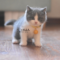 Cat Item Circle Bell English Short Young Cat Item Circle Small Dog Teddy Rabbit Cute accessories Kitty Bell Ringer Dog Item Ring