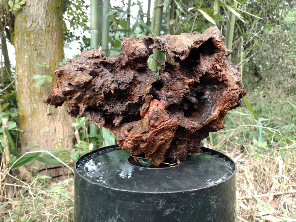 Sichuan natural thorn fir tree root carving raw materials as shown in the physical just dug down dry can be used 