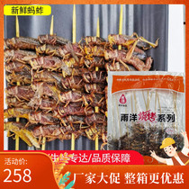 Large grasshopper skewers Locust skewers frozen grasshopper skewers grilled fried ingredients 200 skewers per box Jiangsu Zhejiang Shanghai and Anhui